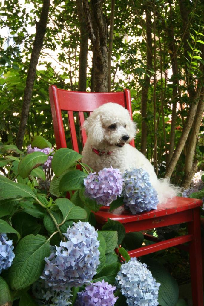 Hydrangea House Inn photo 3