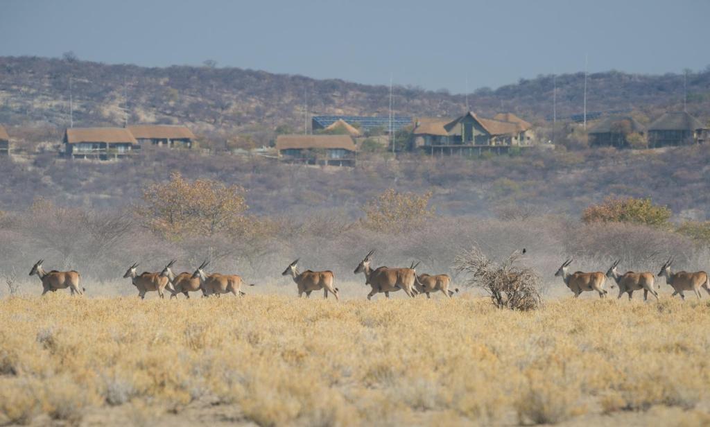 Safarihoek Lodge photo 1