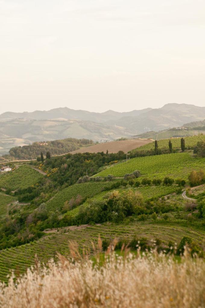 Tenuta Olmatello photo 2