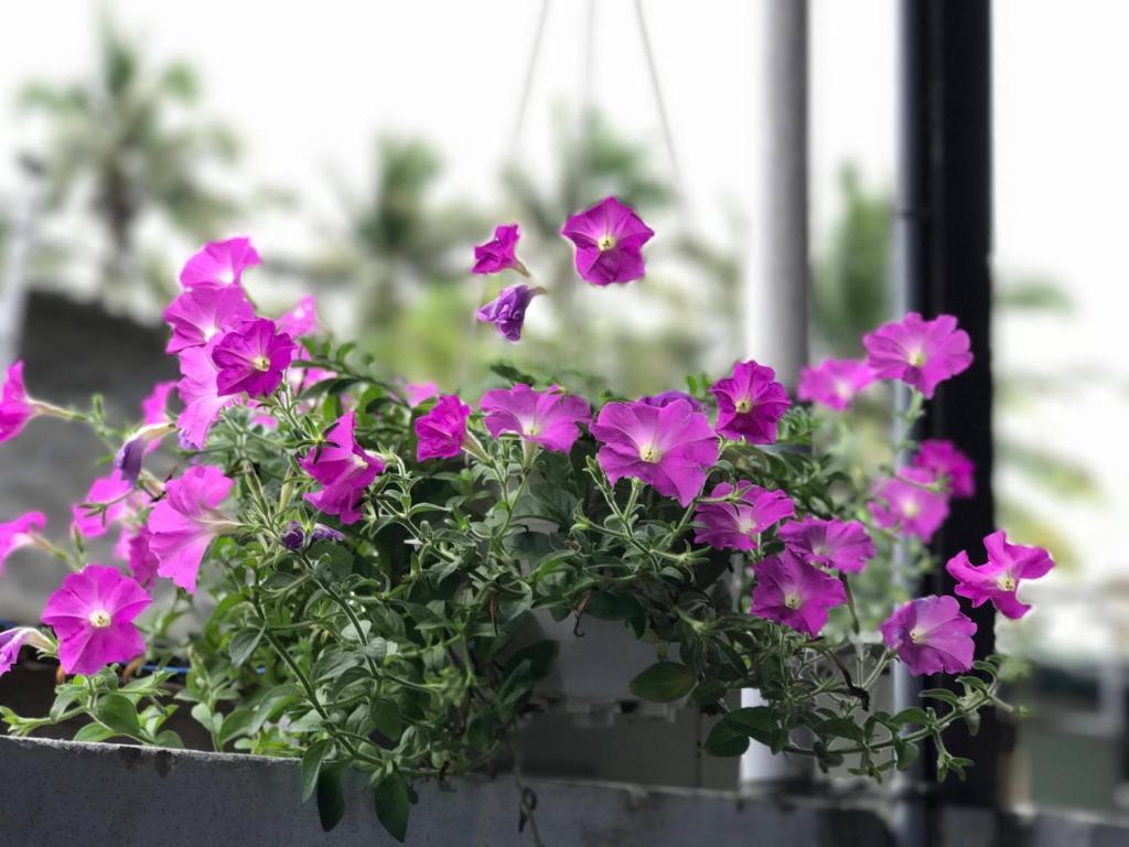 Thảo Nguyên Phát Homestay