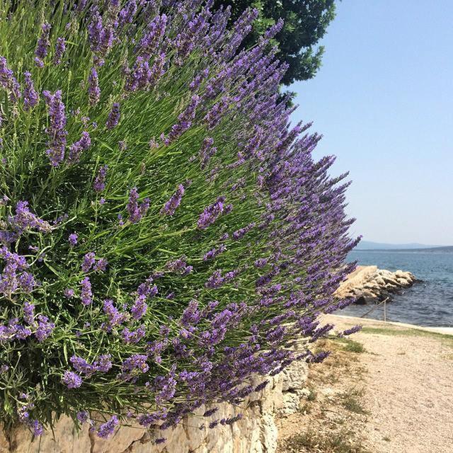 Apartman Mare photo 2