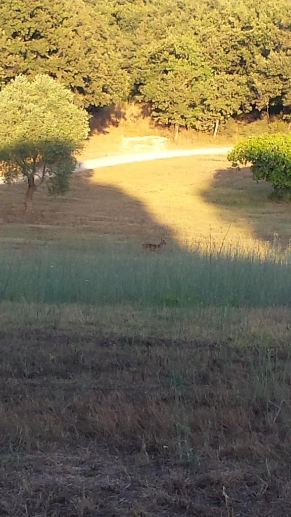 Agriturismo Bronzivalle photo 4