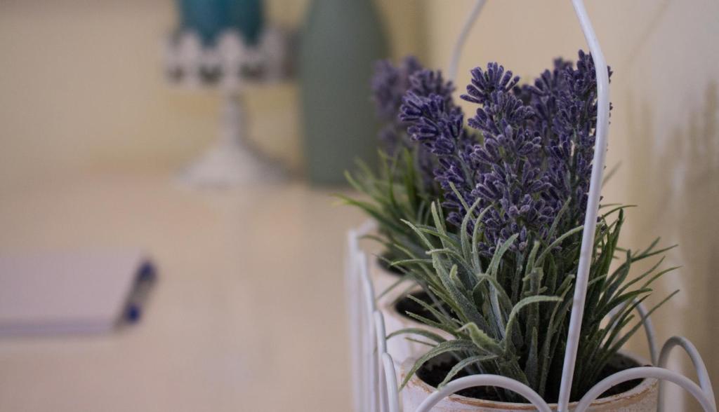 Lavender Lane photo 2