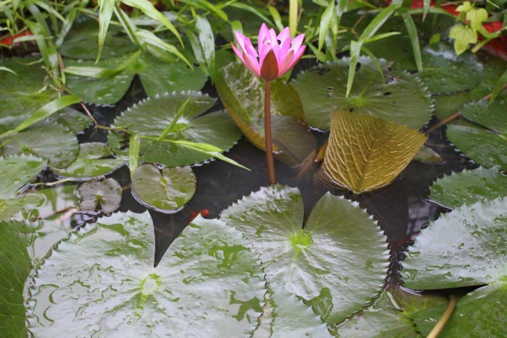 Mekong Garden Resort