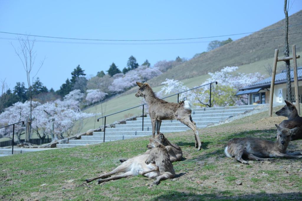 The Deer Park Inn photo 1