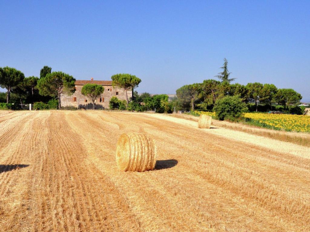 Cipressi