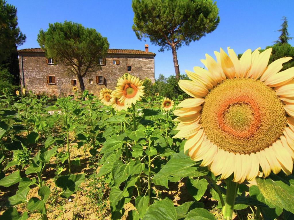 Cipressi photo 1
