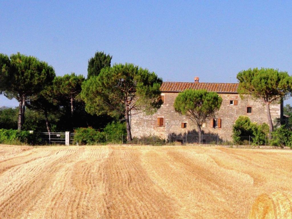 Cipressi photo 2