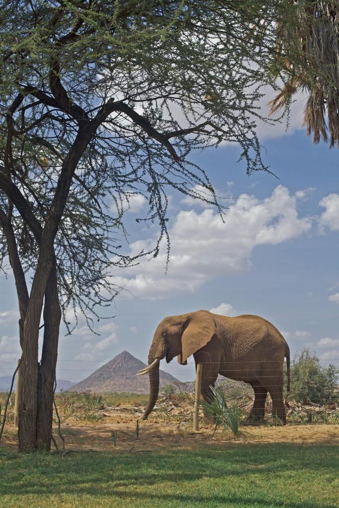 Ashnil Samburu Camp photo 1