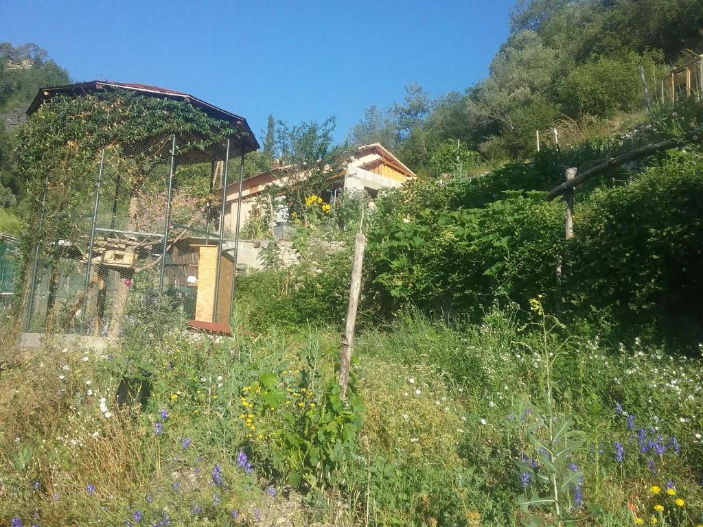 Gallinette photo 4