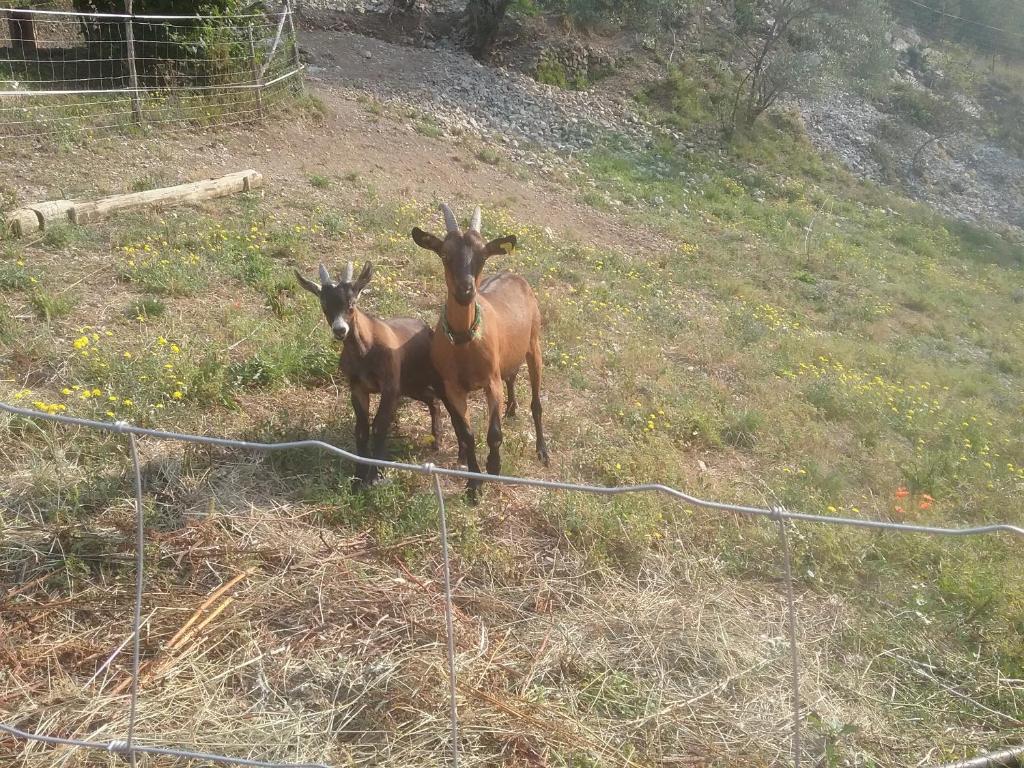 Gallinette photo 3