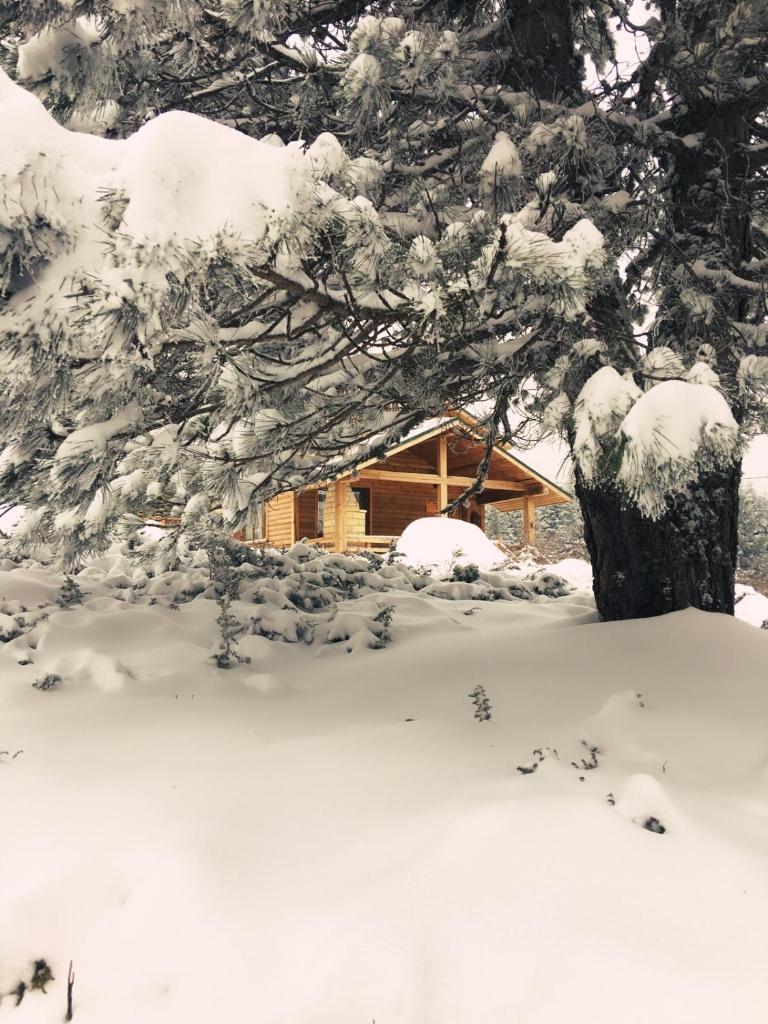 Uludag Orman Koskleri photo 4
