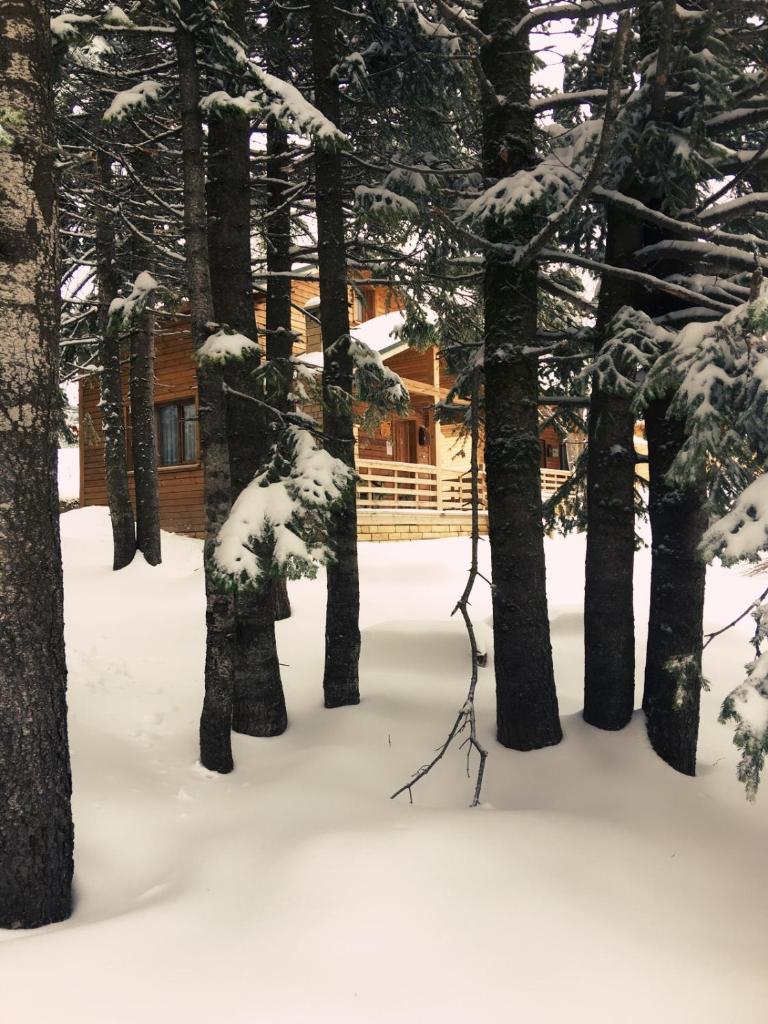 Uludag Orman Koskleri photo 3