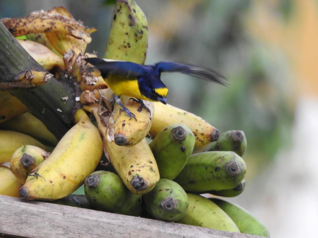 Rio Celeste Backpackers photo 4