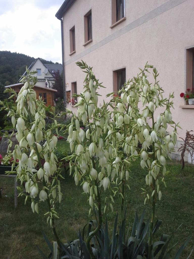 Ferienwohnung Büchsenhof photo 2