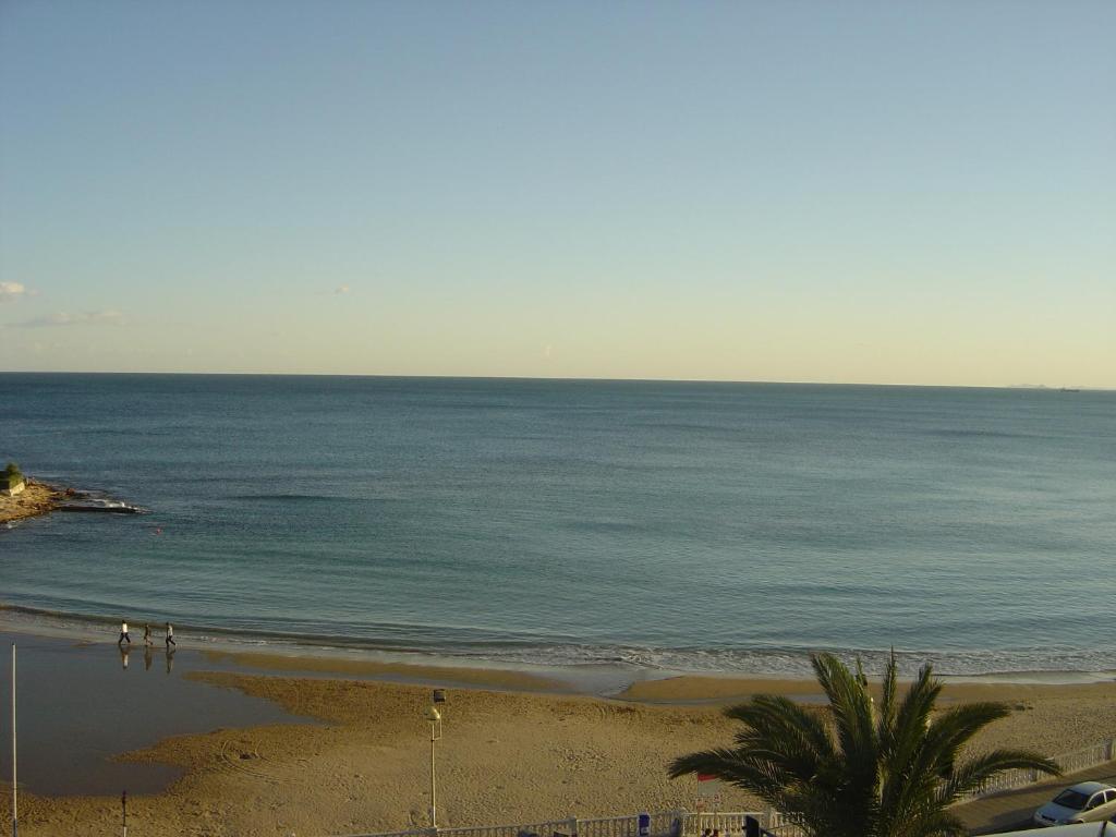 Palmeral de Torrevieja photo 2