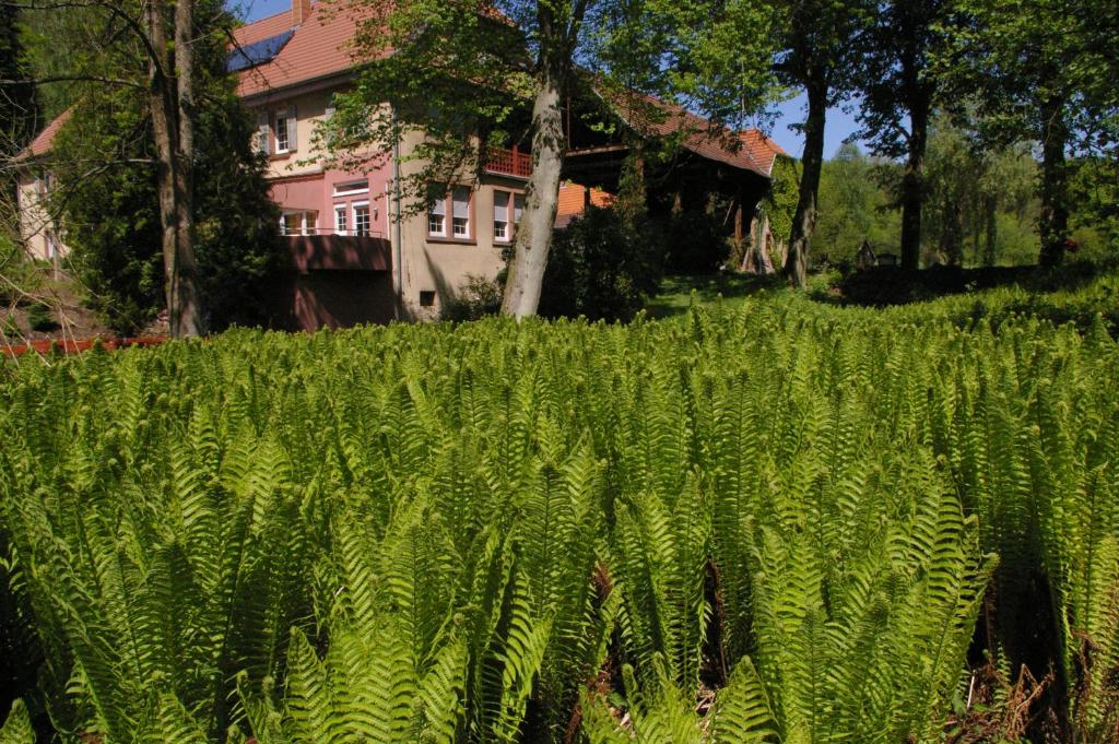 Ferienwohnungen Reichholdsmühle photo 3