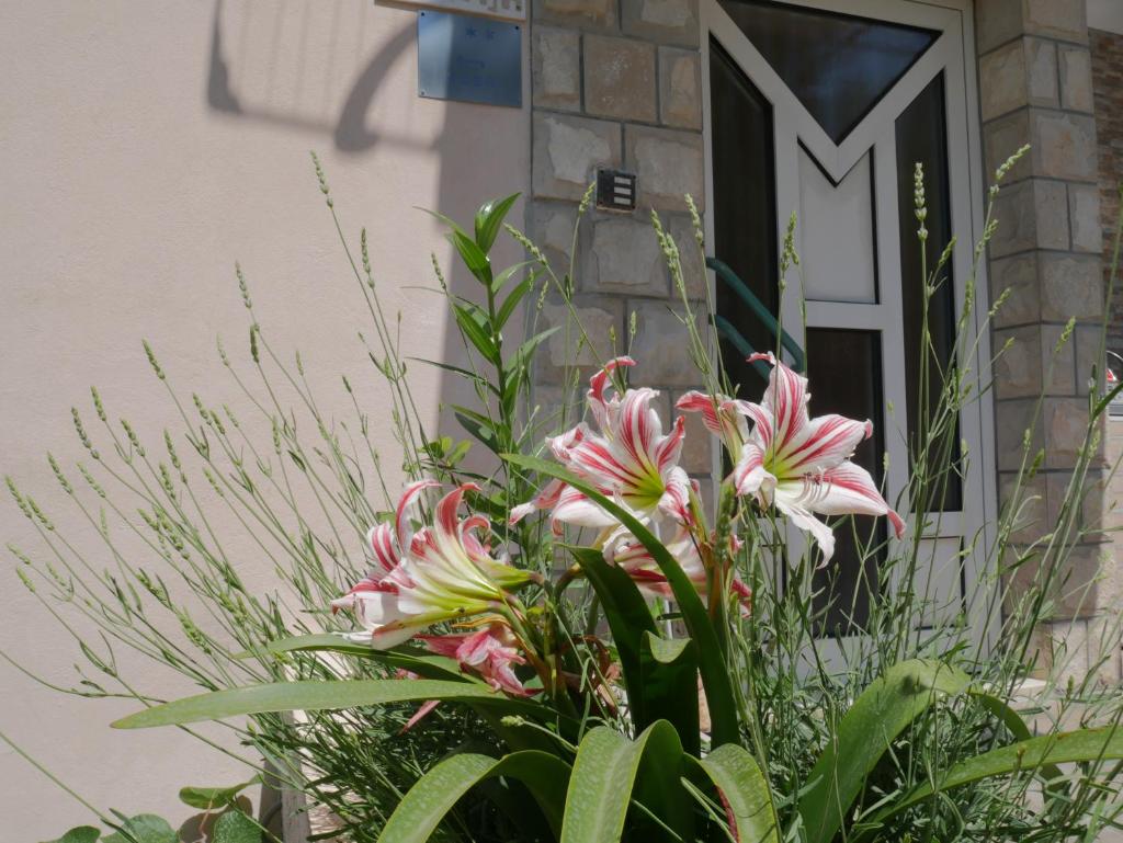 Guest House Almond photo 4