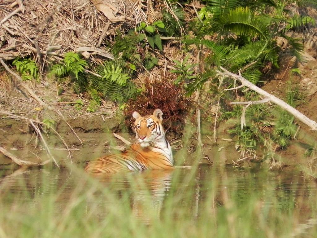 Racy Shade Resort Pvt.Ltd. photo 2