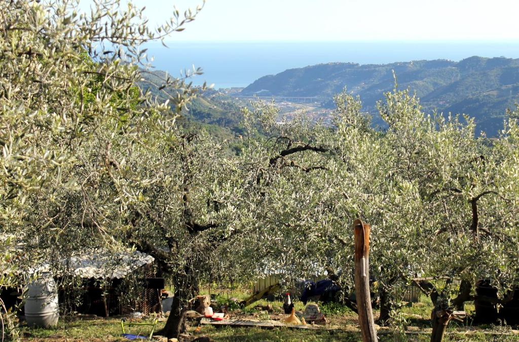 L'Oasi del Rossese photo 1