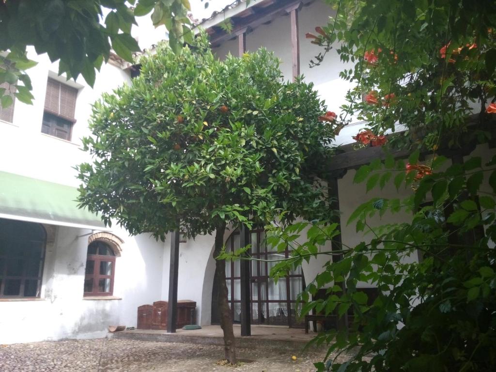 Patio Del Limonero - 3