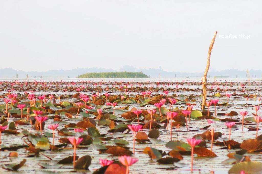 Exterior view, Banpak Suankaew Talaynoi in Phatthalung