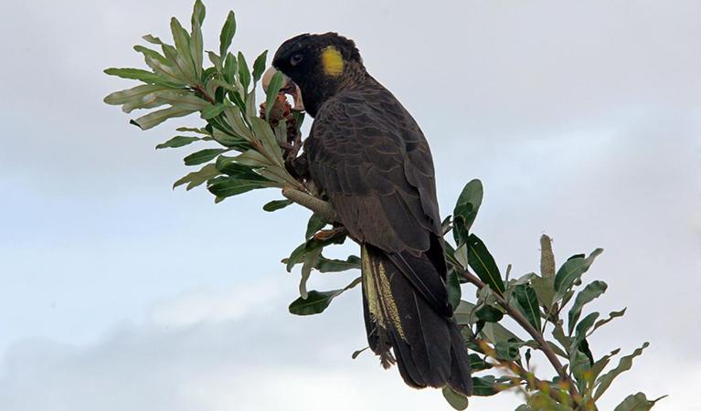 Black Cockatoo Cottages photo