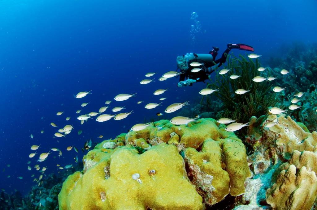 Divi Flamingo Beach Resort And Casino Photo 5