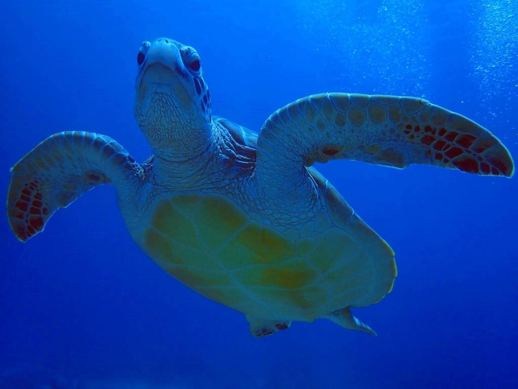 Sports and activities, Blue Sea Romance B&B in Green Island