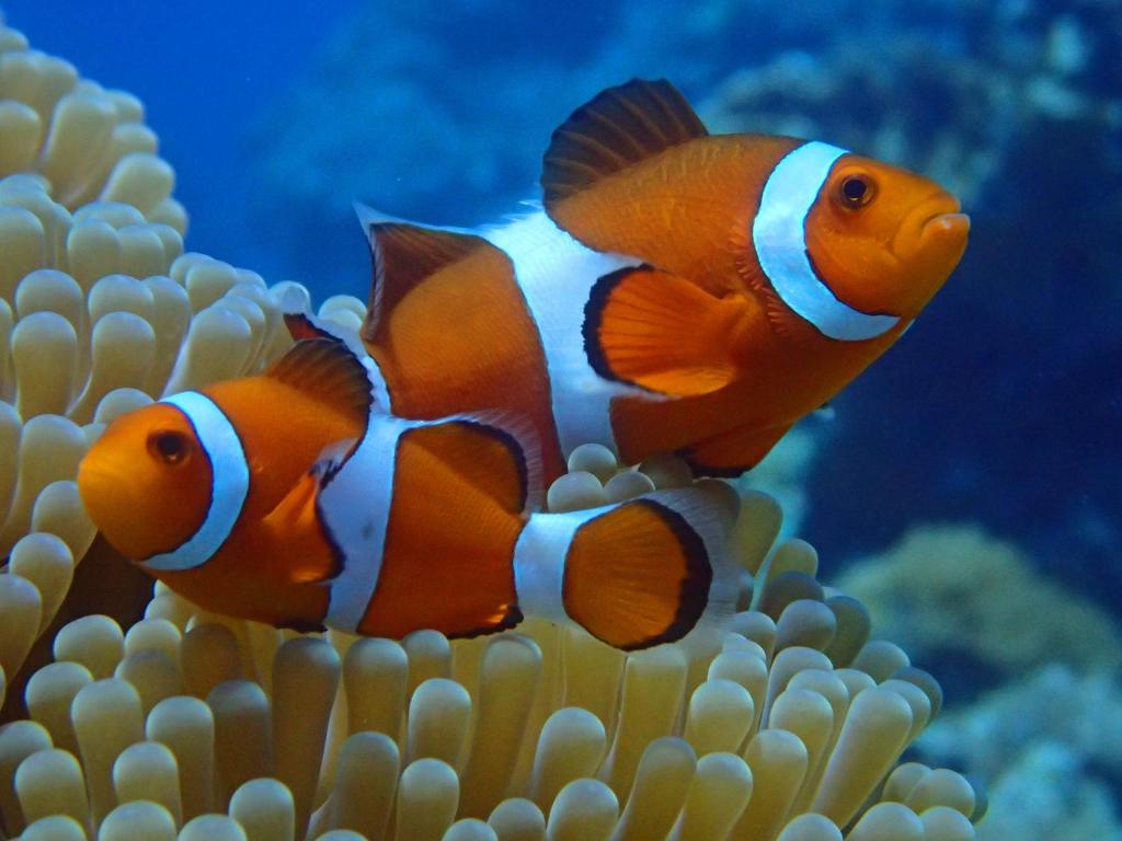 Sports and activities, Blue Sea Romance B&B in Green Island