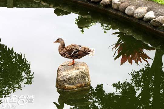 台東涵園別墅民宿 photo