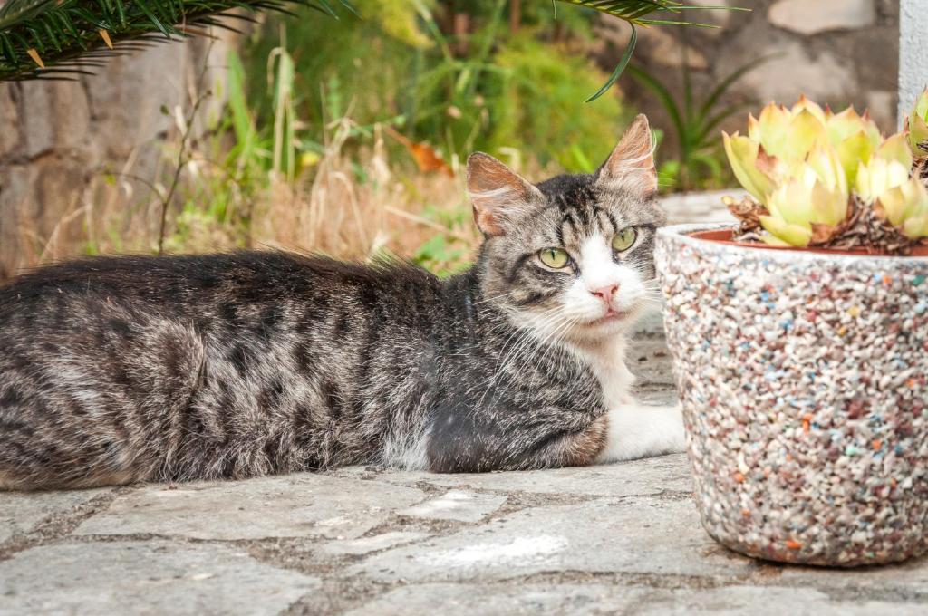 Apartments Villa Petranović - 5