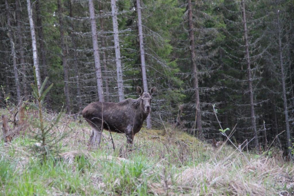 Lovas Gard Koppera photo
