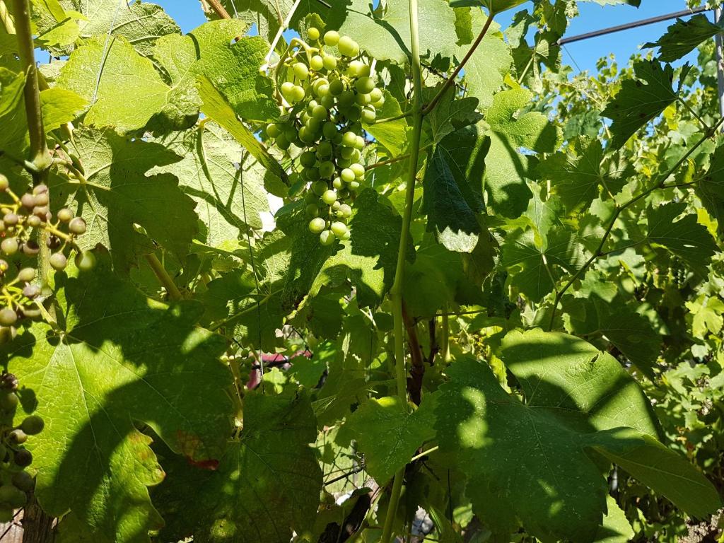 Griva Apartmani Zadar, Zadar