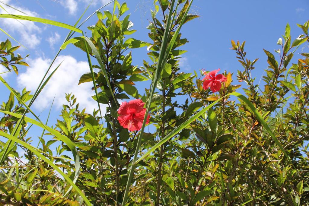 Surrounding environment