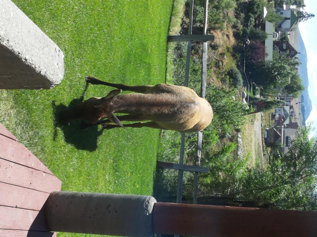 Absaroka Lodge photo