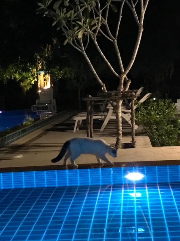 Saree Lagoon Villa Koh Samui photo