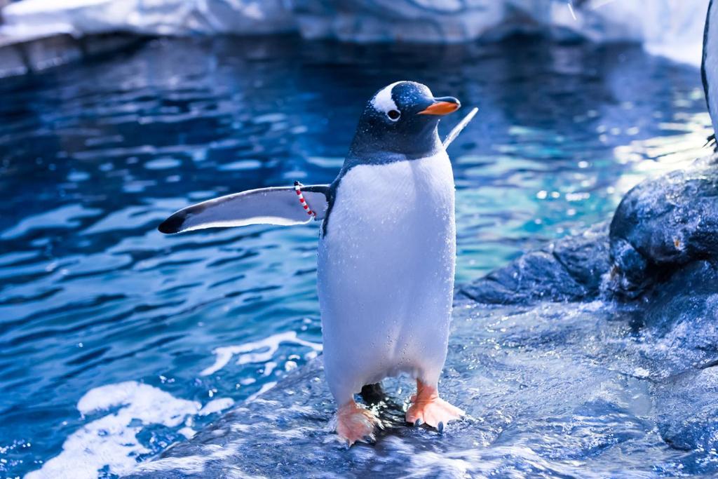 アクティビティ