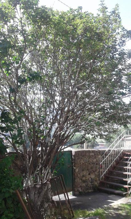 Guest House Dodo photo