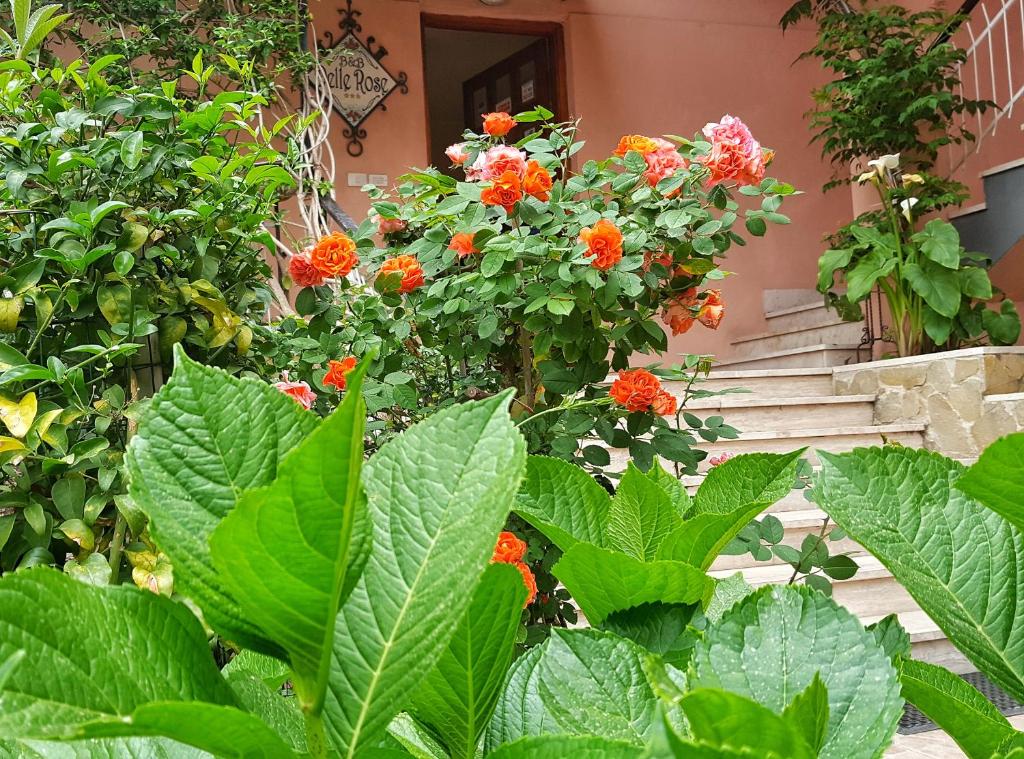 Delle Rose - 2