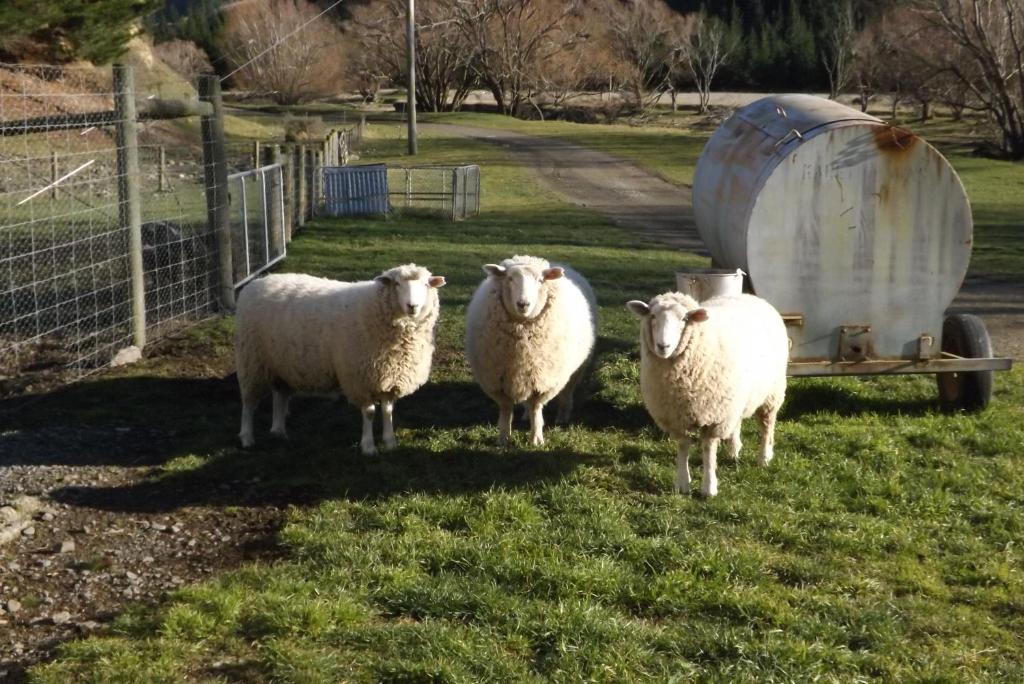 Karetu Downs Farm Stay photo