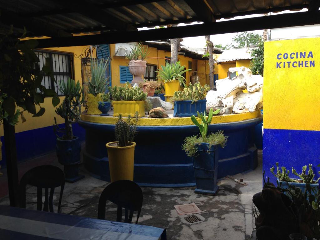 Garden, Pension California in La Paz