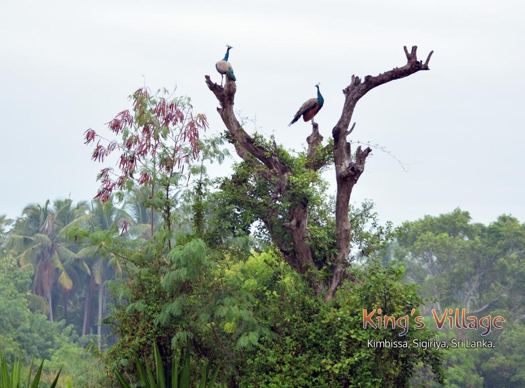 Kings Village Sigiriya photo