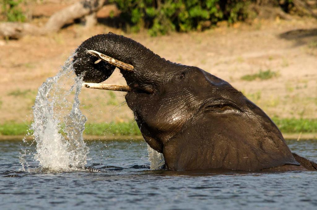 Attractions, The Old House in Kasane