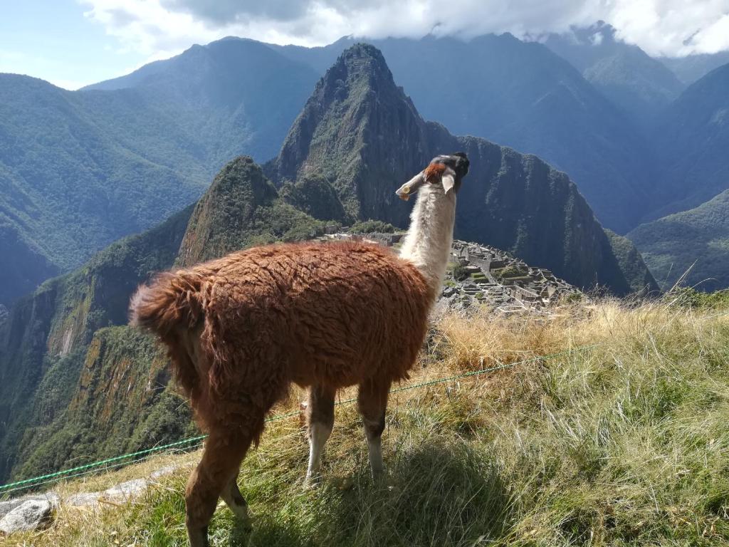 Golden Sunrise Machupicchu photo