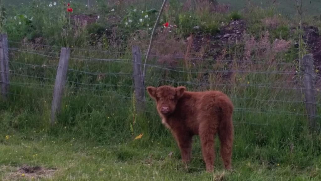 Thistle Dhu Bed & Breakfast photo