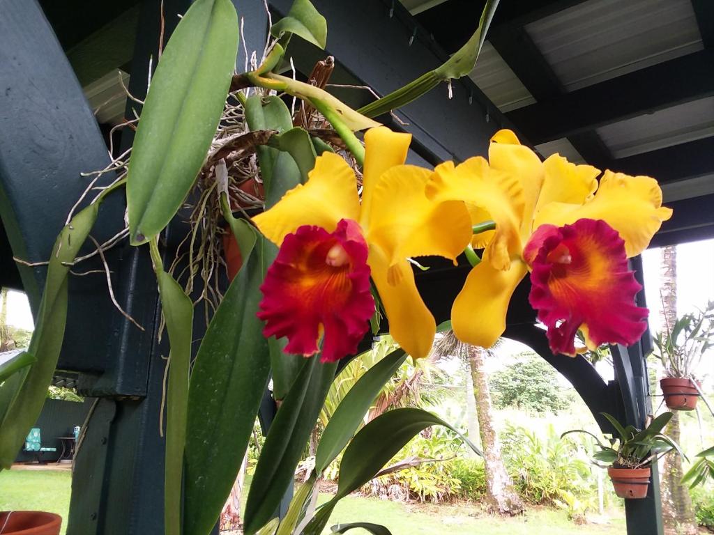 Island Goode's - Luxury Adult Only Accommodation near Hilo photo