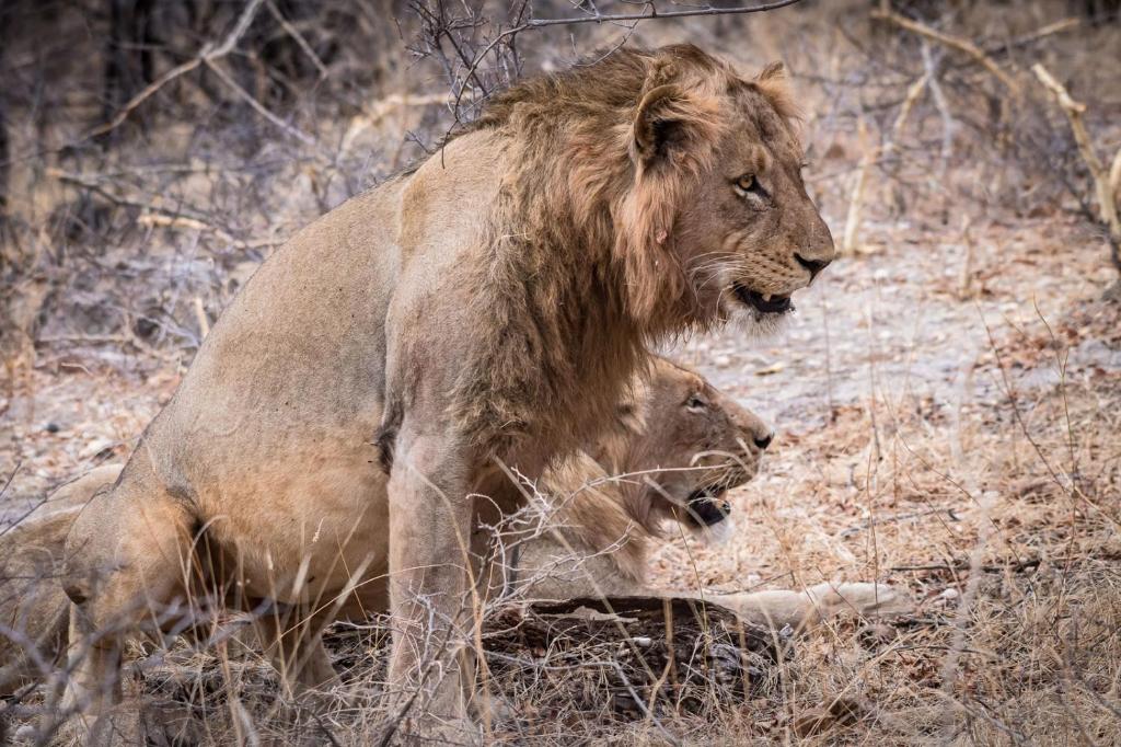 Chacma Bush Camp photo
