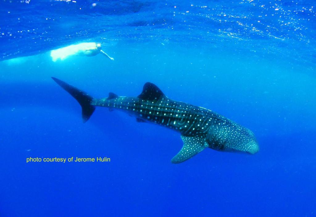 アクティビティ