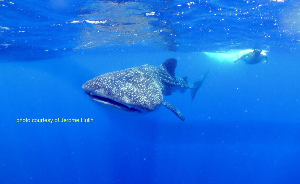 スポーツ/アクティビティ